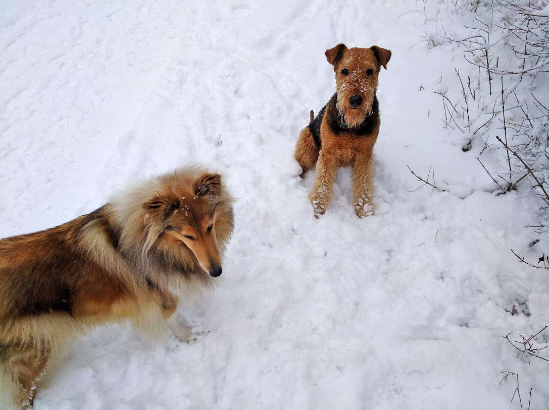 Collie Alisa Airedale Terrier Basia