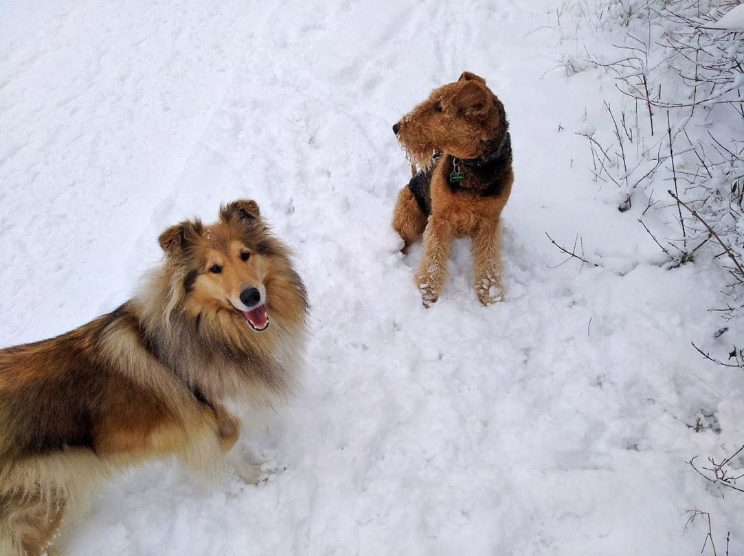 Collie und Airedale Terrier die besten Hunderassen