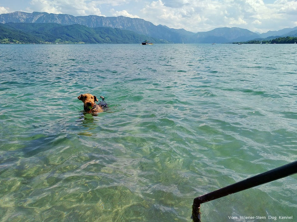 Airedale Terrier Attersee