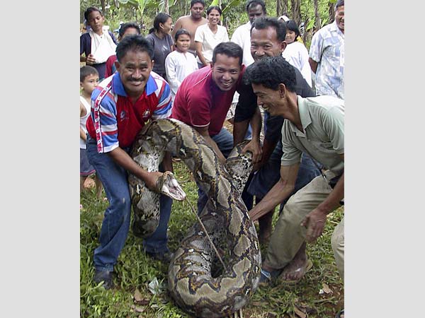 Frau lebende anaconda frisst Indonesien: Schlangen