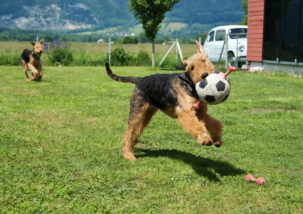 Airedale Terrier mit Ball