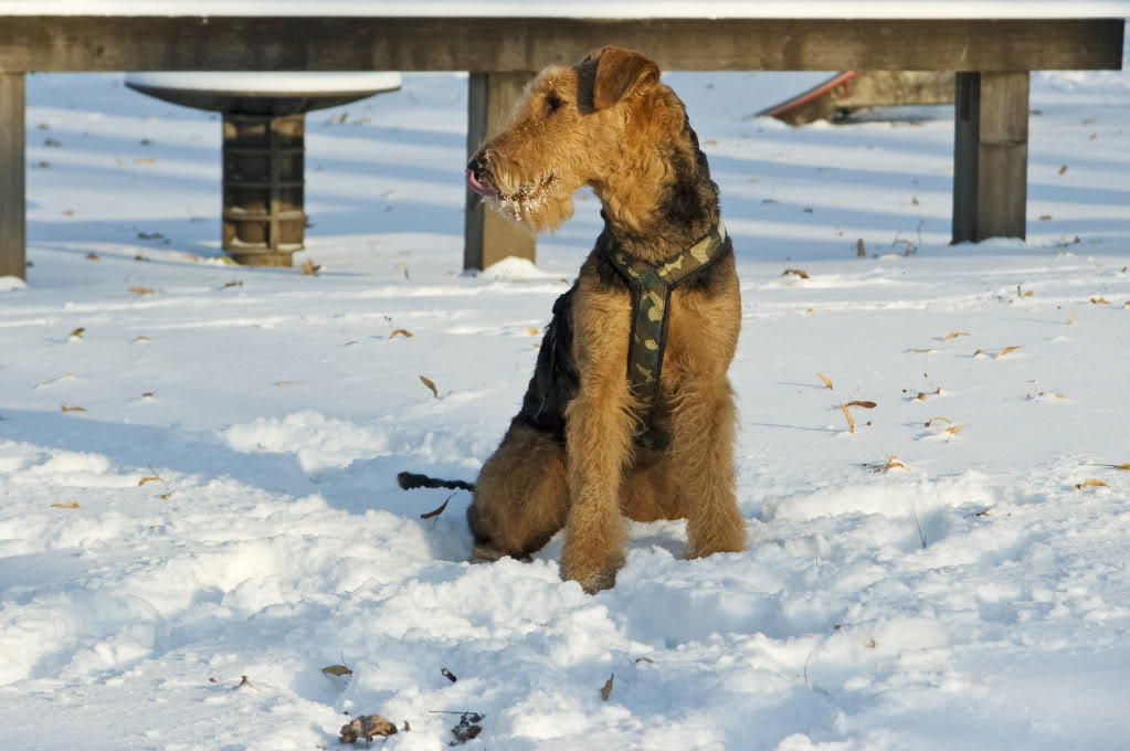 Airedale Terrier im Winter