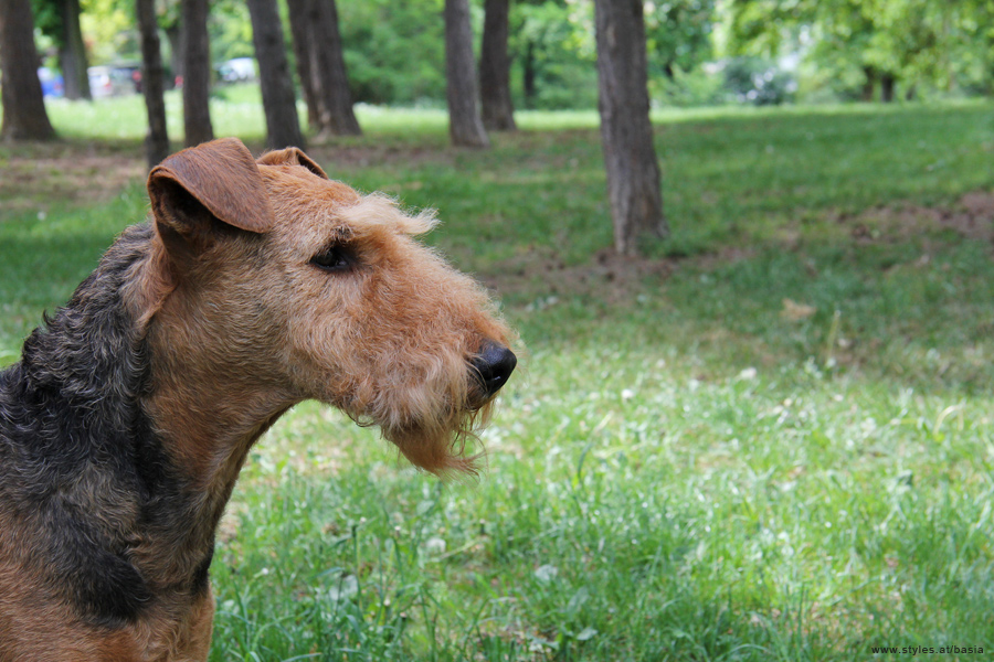 Airedale Terrier Basia