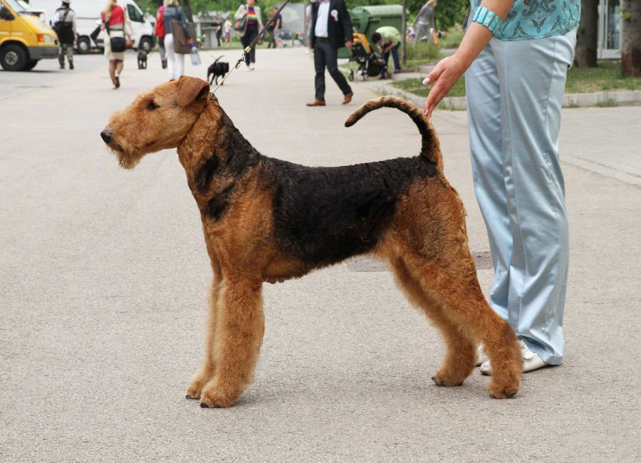 Airedale Terrier WDS Budapest