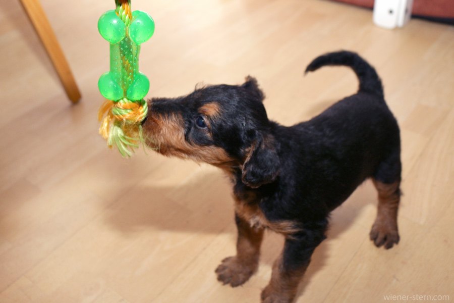 Airedale Terrier Tina