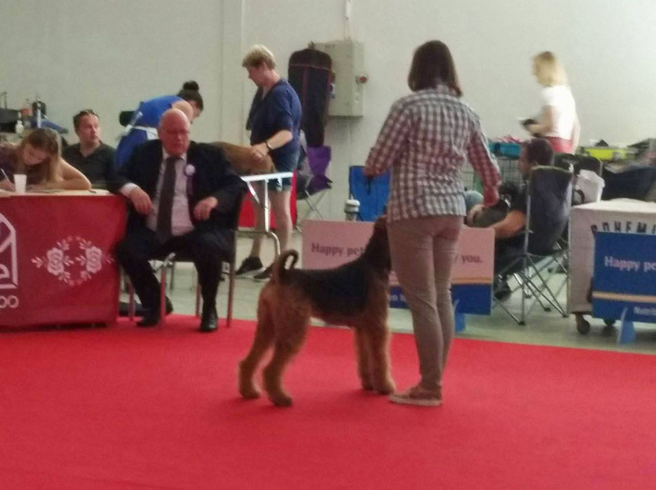 Airedale Terrier Mira