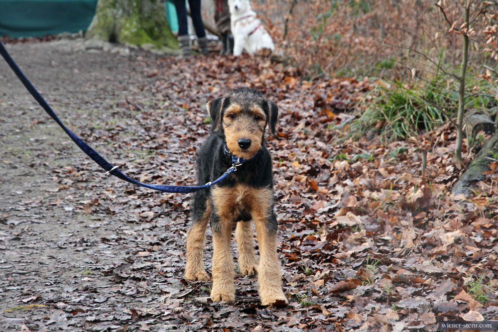 Airedale Terrier Welpe Mira