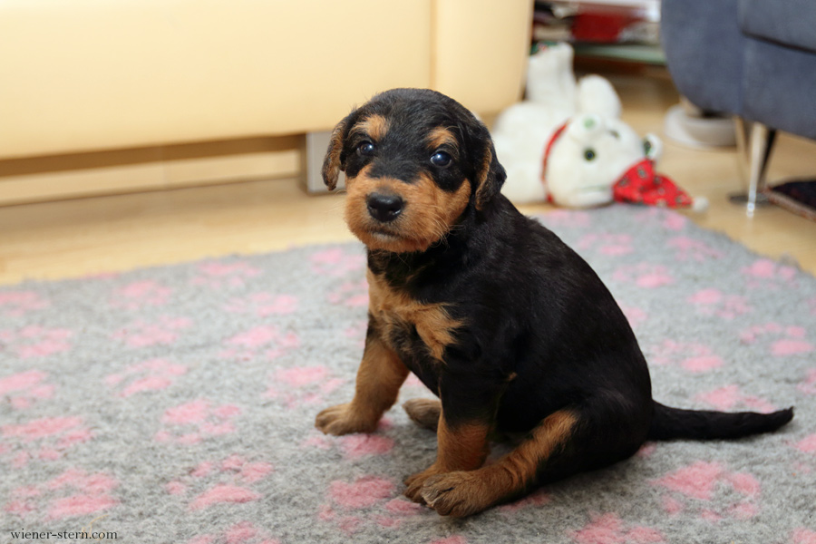 Airedale Terrier Welpe Mira