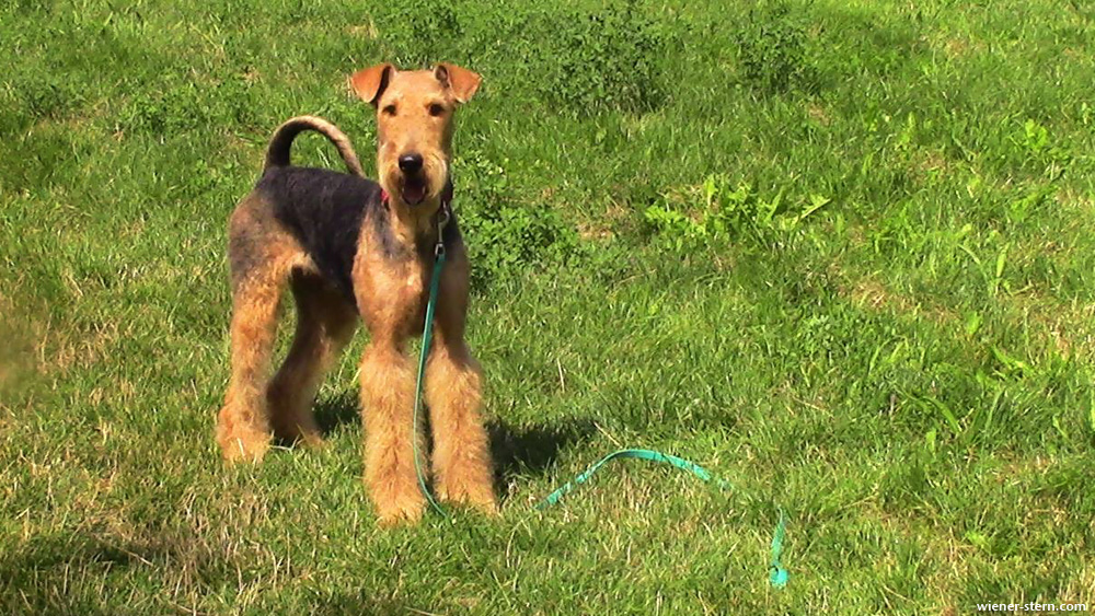 Airedale Terrier Piana