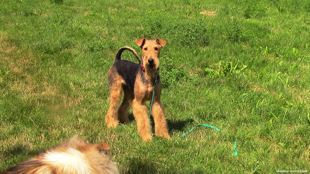 Airedale Terrier Piana